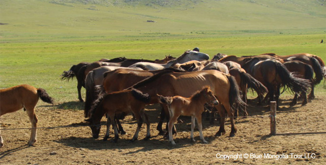 Active Adventure Safari Tour Mongolian Horseman Travel Image 10