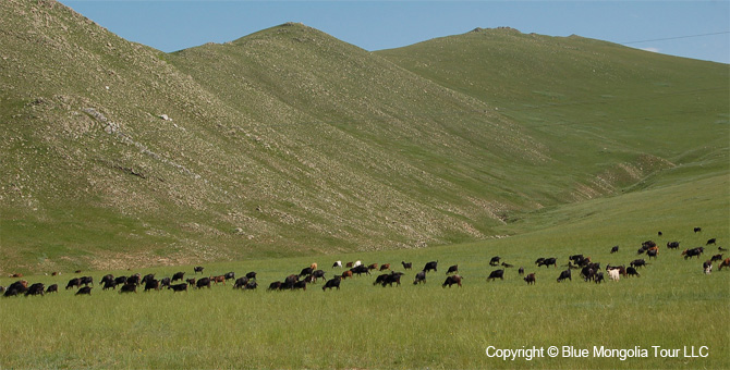 Mongolia Discovery Tours Mongolia Classic Tour Image 15