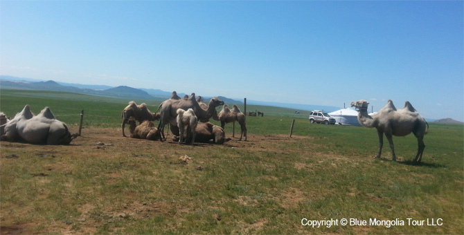 Mongolia Discovery Tours Mongolia Classic Travel Image 15