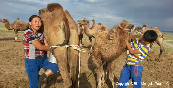 Mongolia Discovery Tours Mongolia Classic Travel Image 5