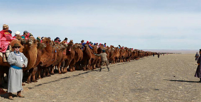 Tour Festival Enjoy Camel Festival Travel Image 01