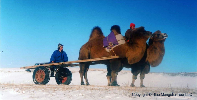 Tour Homestay Mongolia Tour Homestay Camel Breeder Family Image 11