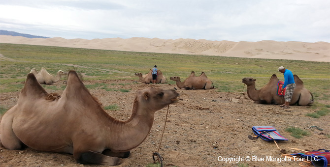 Tour Homestay Mongolia Tour Homestay Camel Breeder Family Image 2