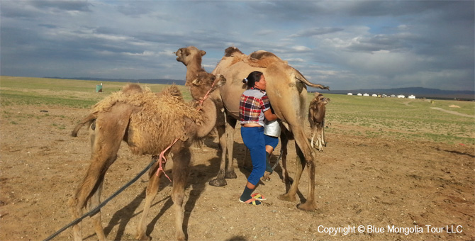 Tour Homestay Mongolia Tour Homestay Camel Breeder Family Image 7