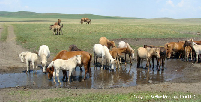 Tour Homestay Mongolia Tour Homestay Horse Breeder Family Image 10