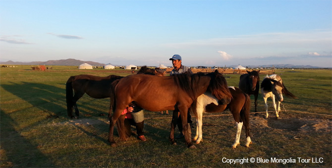 Tour Homestay Mongolia Tour Homestay Horse Breeder Family Image 15