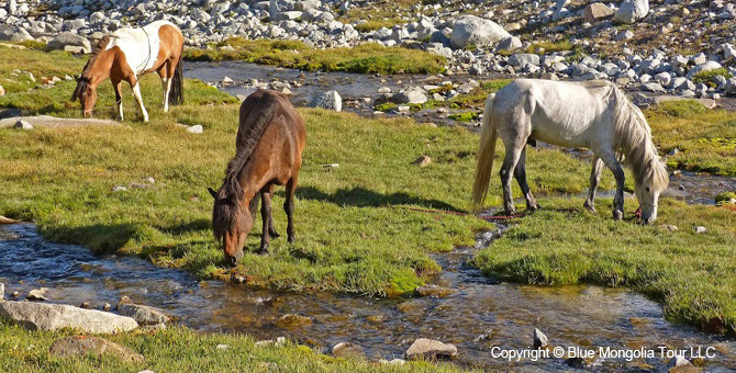 Tour Homestay Mongolia Tour Homestay Horse Breeder Family Image 2