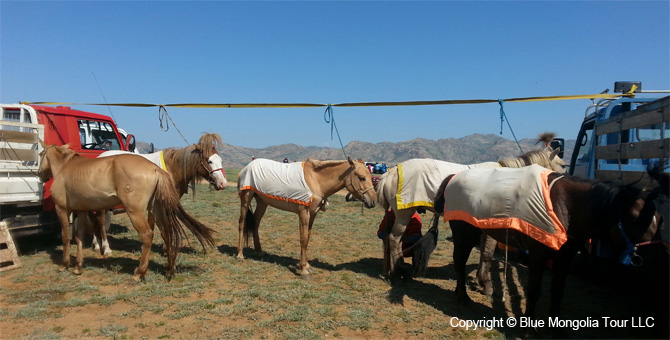 Tour Homestay Mongolia Tour Homestay Horse Breeder Family Image 5