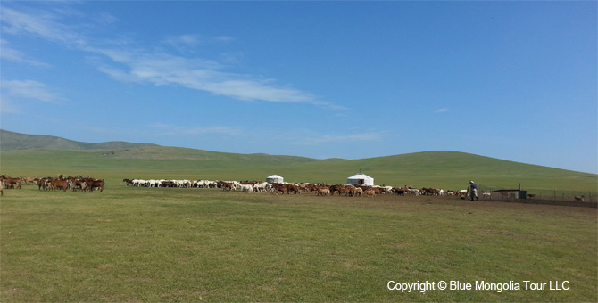 Tour Homestay Mongolia Tour Homestay Sheep Herder Family Image 01