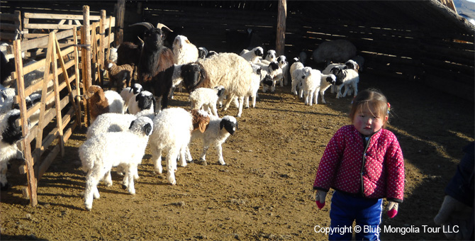 Tour Homestay Mongolia Tour Homestay Sheep Herder Family Image 5