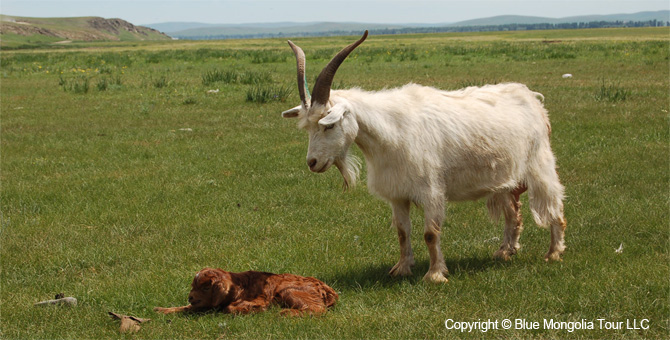 Tour Homestay Mongolia Tour Homestay Sheep Herder Family Image 6