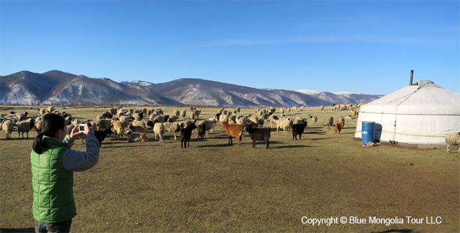 Tour Homestay Mongolia Tour Homestay Sheep Herder Family Image 8