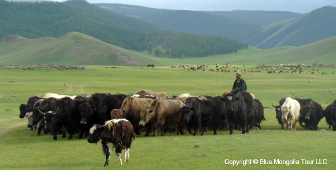 Tour Homestay Mongolia Tour Homestay Yak Herder Family Image 01