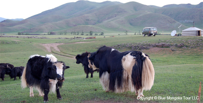 Tour Homestay Mongolia Tour Homestay Yak Herder Family Image 10