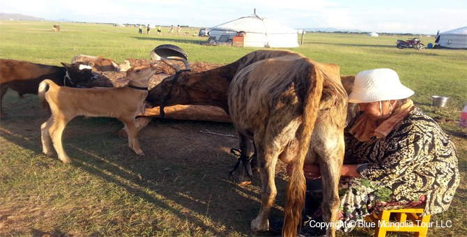 Tour Homestay Mongolia Tour Homestay Yak Herder Family Image 13