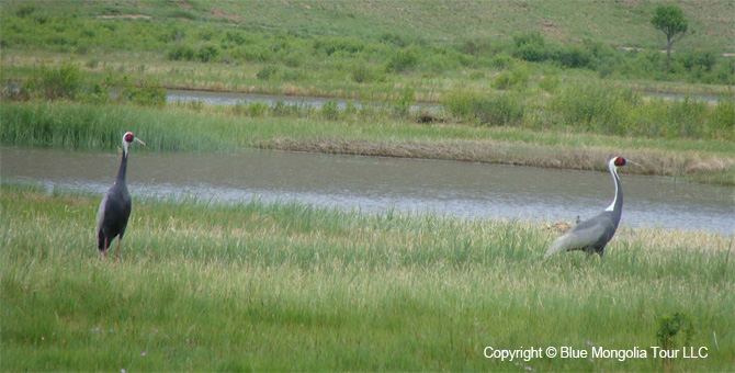 Tour Short Day Tour Gun Galuutai National Park Image 3