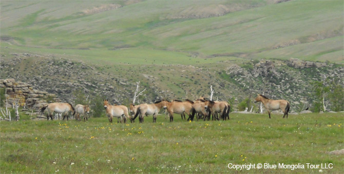 Tour Short Day Tour Wild Horses National Park Image 01