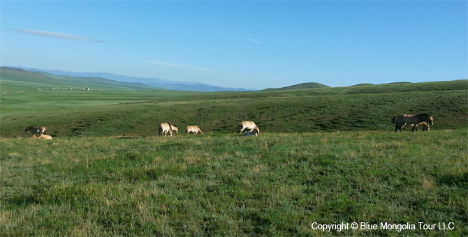 Tour Short Day Tour Wild Horses National Park Image 4