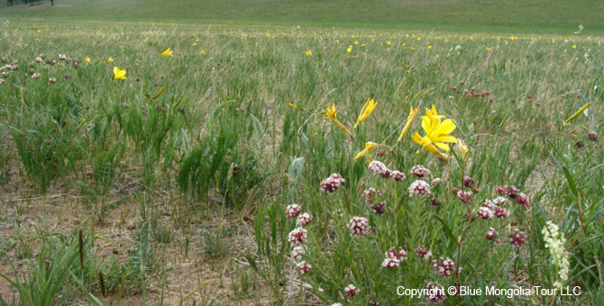 Tour Special Interest Wild Flowers In Mongolia Image 10