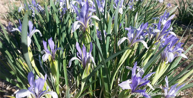 Tour Special Interest Wild Flowers In Mongolia Image 12