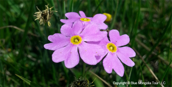 Tour Special Interest Wild Flowers In Mongolia Image 17