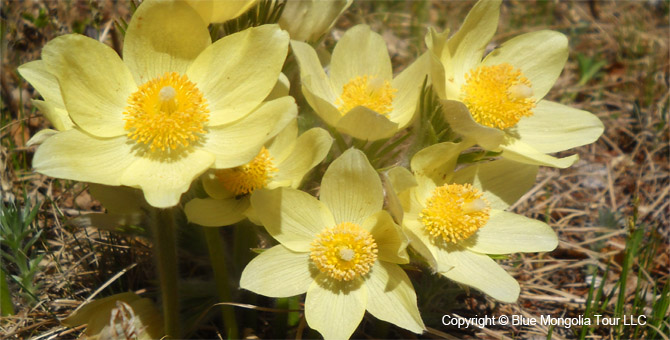 Tour Special Interest Wild Flowers In Mongolia Image 2