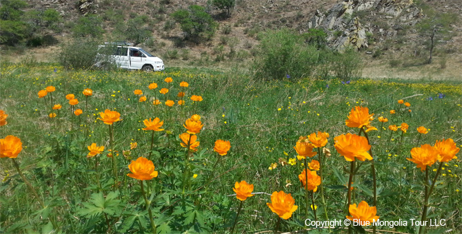 Tour Special Interest Wild Flowers In Mongolia Image 21