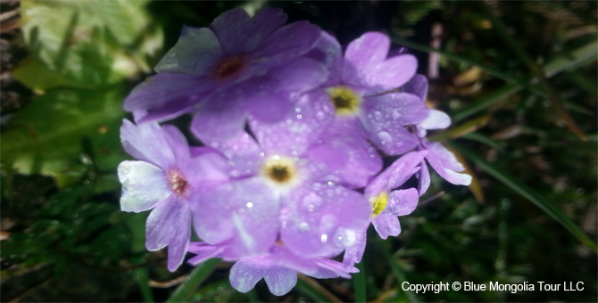 Tour Special Interest Wild Flowers In Mongolia Image 25