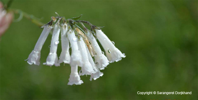 Tour Special Interest Wild Flowers In Mongolia Image 27