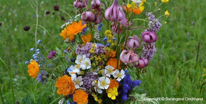 Tour Special Interest Wild Flowers In Mongolia Image 30