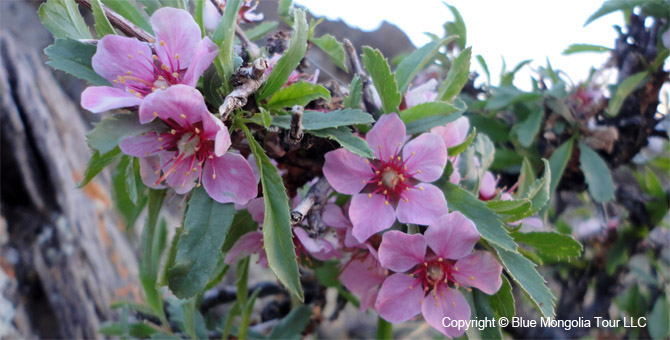 Tour Special Interest Wild Flowers In Mongolia Image 31