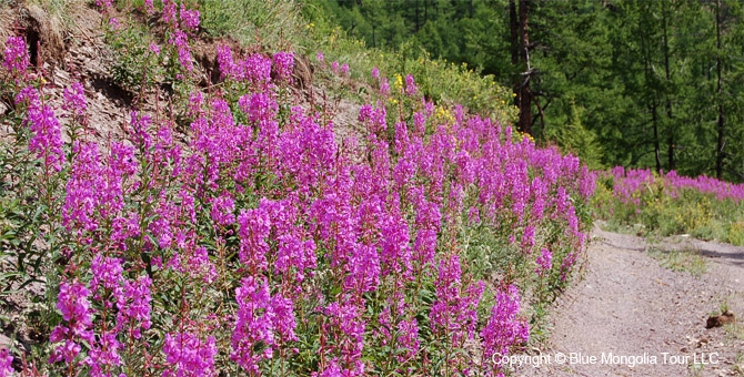 Tour Special Interest Wild Flowers In Mongolia Image 36