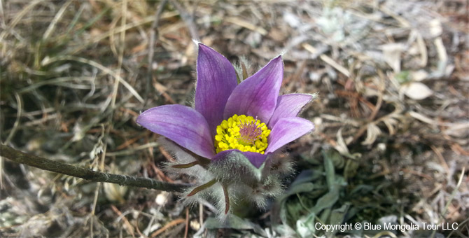 Tour Special Interest Wild Flowers In Mongolia Image 45