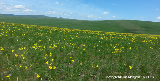 Tour Special Interest Wild Flowers In Mongolia Image 6