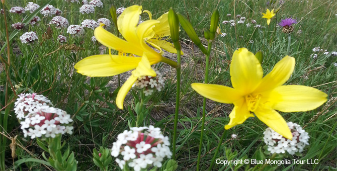 Tour Special Interest Wild Flowers In Mongolia Image 7