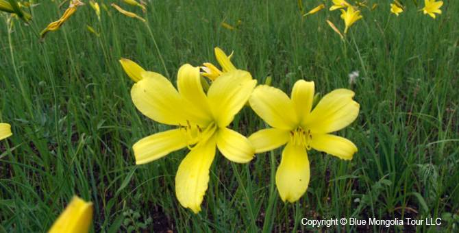 Tour Special Interest Wild Flowers In Mongolia Image 8