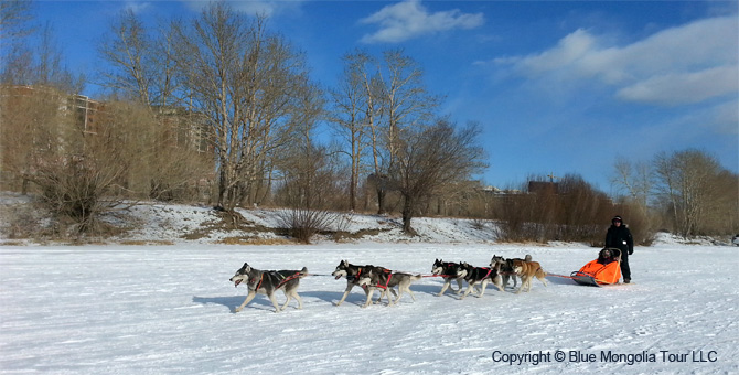 Tour Winter Tour Dog Sledding Travel Image 14