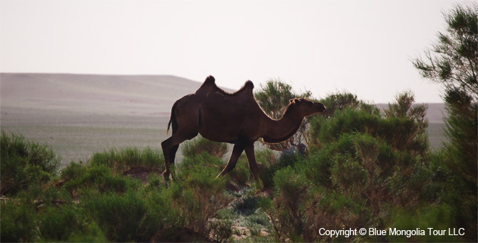 Mongolia Discovery Travel Mongolian Gobi Discovery Tour Image 9