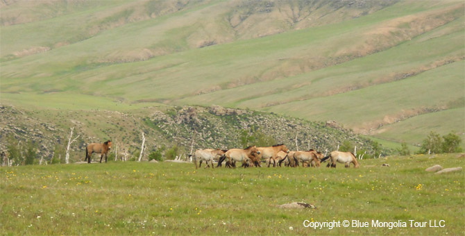 Tour Festival Enjoy Tour Mongolian Naadam Festival Travel Image 24